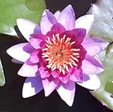 Teichpflanzen Seerosen : Nymphaea Seerose ' Charles de Meurville ' winterhart Pflanztiefe bis 150 cm
