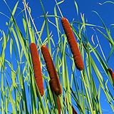 rohrkolben - outdoor zwergrohrkolben exotische winterharte stauden für pralle sonne alte sorten gartendeko für 800samen