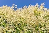 Knöterich,Schlingknöterich, Polygonum aubertii - frosthart, weiss, klettern
