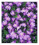 BALDUR Garten Winterharter Bodendecker 'Mazus Reptans', 3 Pflanzen Lippenmäulchen Himalaya Löwenmäulchen, winterharte Staude, mehrjährig, pflegeleicht, Wasserbedarf gering, blühend