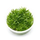 USCAPE Pogostemon helferi - Kleiner Wasserstern in vitro XL - 8,5cm Bechergröße - in vitro Wasserpflanzen für Aquarien