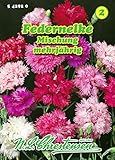 Dianthus plumarius, Federnelken, Mischung N.L.Chrestensen Samen 542920-B