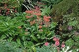 Primula x bullesiana 9x9 cm Topf – Winterhart, Mehrjährig, Pflegeleicht – Etagen-Primel – Staude für Beet & Teichrand
