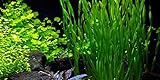 1 Bund - Große Wasserschraube/Vallisneria americana 'Asiatica'
