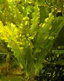 3 Aponogeton Crispus, Krause Wasserähre, Pflanzen