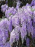 PlenTree 10 Samen Bolusanthus Speciosus Rhodesian Wisteria Tree