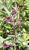 WASSERPFLANZEN WOLFF - Potentilla palustris - Comarum palustre - Sumpf-Blutauge - Fingerkraut, rot - heimisch - 2er-Set - QUALITÄTSSTAUDEN in 9x9 cm Töpfen - BLUME DES JAHRES 2025