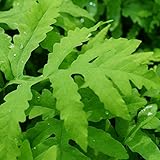 Blumixx Stauden Onoclea sensibilis - Perlfarn