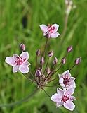 2er-Set - Butomus umbellatus - Blumenbinse - Schwanenblume - Wasserliersch, rosa - Wasserpflanzen Wolff