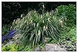 3 x Carex pendula im 1 Liter Topf (Ziergras/Gräser/Winterhart/Mehrjährig/Immergrün) Riesen Segge - Der filigrane Blickfang für feuchte Standorte - von Stauden Gänge