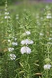 WASSERPFLANZEN WOLFF - Preslia cervina 'Alba' - Mentha cervina - Wasserminze, weiß -QUALITÄTSSTAUDE durchwurzelt im 9x9cm Topf - winterhart