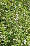 WASSERPFLANZEN WOLFF - Gratiola officinalis - Gottes-Gnadenkraut, weiß - QUALITÄTSSTAUDE durchwurzelt im 9x9cm Topf – heimisch - winterhart