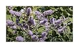 Stk - 10x Mentha longifolia Rossminze Waldminze Garten Pflanzen - Samen B1343 - Seeds & Plants Shop by Ipsa
