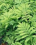 Onoclea sensibilis 30-40 cm - Perlfarn, dekoratives Laub, ideal für schattige Standorte, feuchtigkeitsliebend, pflegeleicht