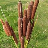 rohrkolben winterhart, deko zwergrohrkolben hochbeet balkon alte sorten exotische 650samen