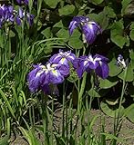 Japanische Sumpf Schwertlilie - Iris ensata