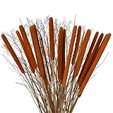 20 Stück Trockenblumen, getrocknete Rohrkolben-Deko oder DIY-Arrangements für Ihr Schlafzimmer und Wohnzimmer