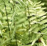 Sumpffarn - Thelypteris palustris - Gartenpflanze
