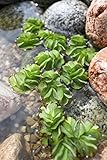 WASSERPFLANZEN WOLFF - Salvinia minima - Schwimmfarn - schwimmender Büschelfarn - Schutz für Fische