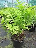 Onoclea sensibilis - Perlfarn - Zierfarn