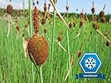 3x Zwergrohrkolben | Typha minima | Wasserpflanze | Teichpflanze | winterhart | Mini Teich geeignet | echter europäischer Zwerg-Rohrkolben | Seltenheit