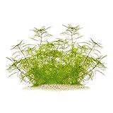 Myriophyllum mattogrossense - Tausendblatt in vitro XL - 8,5cm Bechergröße - Hintergrund Wasserpflanzen für Aquarien