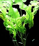 Zoomeister - 1 Bund Meersalatähnl. Wasserähre (Aponogeton Ulvaceus)