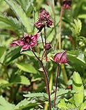 WASSERPFLANZEN WOLFF - 4er-Set im Gratis-Pflanzkorb - Potentilla palustris - Comarum palustre - Sumpf-Blutauge - Fingerkraut, rot - heimisch - BLUME DES JAHRES 2025