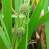 Blumixx Stauden Sparganium erectum - Ästiger Igelkolben, im 0,5 Liter Topf, weißlich blühend