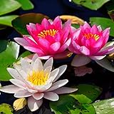 Lotus, RaritäT Mehrfarbige, SeerosenRhizome, Dauerblüher, Mehrfarbig Ertragreicherg. Pflegeleicht, Magic of Nature, Winterhart Rhizome, 30pcs-a