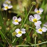 2er-Set - Baldellia ranunculoides - Igelschlauch, hellrosa - Wasserpflanzen Wolff