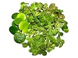 Algenkiller Schwimmpflanzen 3er Set für dein Aquarium, Limnobium, Phyllantus fluitans und Salvinia minima
