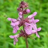 Blumixx Stauden Stachys palustris - Sumpf-Ziest, im 0,5 Liter Topf, violett blühend