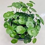 50 pcs wassernabel samen samen zimmerpflanzen, balkon pflanze aquariumpflanzen, aquarium dekoration aquarium deko, pflanze blumen garten, garten-geschenke aquarium, pflanzen pflanzen