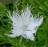 Stk - 10x F1 Dianthus Superbus Prachtnelke Pflanzen - Samen A133 - Seeds & Plants Shop by Ipsa