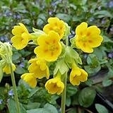 6 x Apotheker Schlüsselblume - Primula Veris Topf 9x9cm: Gelbe Blüten für sonnige und halbschattige Standorte