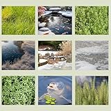 WASSERPFLANZEN WOLFF - Winter Pflanzenset Gartenteich - produzieren Sauerstoff unter der Eisdecke - winterhart - QUALITÄTSSTAUDEN - 4er Mix im 19cm PFLANZKORB