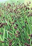 4er-Set im Gratis-Pflanzkorb - Juncus ensifolius - winterhart - Zwergbinse - schwertblättrige Binse - Wasserpflanzen Wolff