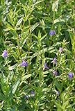 2er-Set - Mimulus ringens - Gauklerblume, violett - winterhart! - Wasserpflanzen Wolff