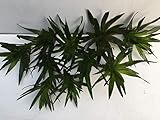 5 Stc Krebsschere Stratiotes aloides Schwimmpflanzen Aquarium Teich