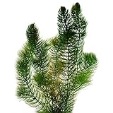 vdvelde.com - Grobes Hornblatt - 2 Liter - Ceratophyllum Demersum - - Schwimmende Sauerstoffpflanze - Benötigt: mindestens -20 cm Wasser - Platzierung: lose im Wasser