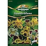 Gauklerblume, Mimulus luteus, ca. 200 Samen