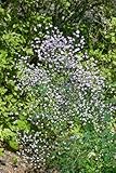 Thalictrum rochebrunianum 'Elin' ca. 11x11 cm Topf - Wiesenraute, zartviolette Blüten, Blütezeit Juli-September, ideal für Rabatten, bienenfreundlich, pflegeleicht