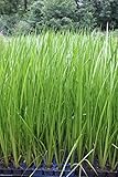 WASSERPFLANZEN WOLFF - Acorus calamus - Indischer Kalmus - fertig im PFLANZKORB - winterhart - QUALITÄTSSTAUDE - durchwurzelt