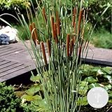 Bloomique - Typha Latifolia - Breitblättriger Rohrkolben - Teichpflanzen Winterhart - Wasserpflanzen - Zone 2-3 - Höhe 15-25 cm - Topf 9 cm