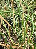 Korkenzieher Binse Spiralis - Juncus effusus Spiralis 30-40