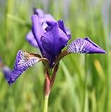 WASSERPFLANZEN WOLFF - Iris versicolor - Amerikanische Sumpfiris - Sumpfschwertlilie, blau - 4er-Set im Gratis-Pflanzkorb - QUALITÄTSSTAUDEN - durchwurzelt - winterhart