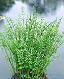 Oenanthe aquatica 9x9 cm Topf – Winterhart & Pflegeleicht – Wasserfenchel – Teichpflanze für Teichrand & Sumpfzone
