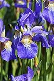 Iris sibirica 9x9 cm Topf – Winterhart, Mehrjährig, Pflegeleicht – Sibirische Schwertlilie – Staude für Beet & Teichrand