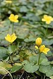 WASSERPFLANZEN WOLFF - Nymphoides peltata - Seekanne, gelb - heimisch - winterhart - QUALITÄTSSTAUDE im 9er Topf